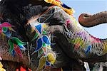 Gros plan d'un éléphant peint, Festival de l'éléphant, Jaipur, Rajasthan, Inde
