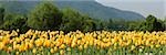 Yellow Tulips in a garden, Indira Gandhi Tulip Garden, Srinagar, Jammu And Kashmir, India