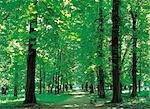 Tree Lined Trail