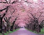 Tree Lined Road