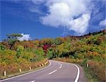 Autumn Road