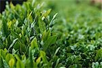 Tea plants, close-up