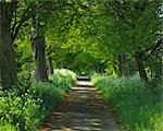 Path, Island of Ruegen, Mecklenburg, Mecklenburg-Vorpommern, Germany