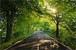 Road, l'île de Rügen, Mecklembourg, Mecklembourg-Poméranie occidentale, Allemagne