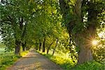 Road, Island of Ruegen, Mecklenburg, Mecklenburg-Vorpommern, Germany