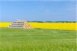 Bales of Hay, Ruegen, Ruegen District, Mecklenburg, Mecklenburg-Vorpommern, Germany