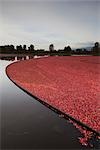 récolte de canneberges, Pitt Meadows, Colombie-Britannique, Canada