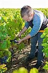 Man Picking Grapes at Vineyard, Pauillac, Gironde, Aquitane, France