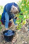 Femme, cueillette des raisins à la vigne, Pauillac, Gironde, Aquitaine, France