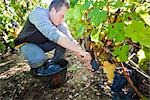 Mann, die Kommissionierung Trauben am Weinberg, Pauillac, Gironde, Aquitane, Frankreich