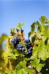 Close Up of Grapes at Vineyard, Pauillac, Gironde, Aquitane, France