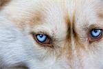 Gesicht von einem husky, Nahaufnahme