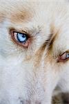 face of a husky, close-up