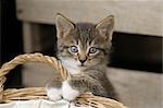 Young cat leaning on a basket