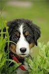 Bernese mountain dog puppy, portrait