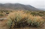 Sagebrush, Alabama Hills Recreation Area, Lone Pine, Inyo County, California, USA