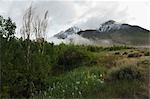 Basin Mountain, Inyo National Forest, Bishop, Inyo County, California, USA