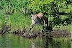 Mountain Lion, Minnesota, USA