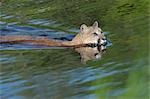 Mountain Lion natation. Minnesota, USA