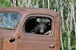 Black Bear in Abandoned Truck, Minnesota, USA