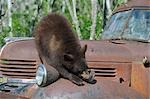 Schwarzbär auf Rusty Truck, Minnesota, USA