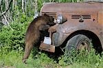Schwarzbär, Blick auf alten LKW, Minnesota, USA