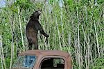 Ours noir sur le dessus de vieux camions, Minnesota, États-Unis