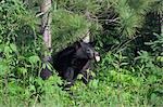 Black Bear ragte Zunge, Minnesota, USA