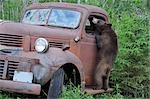 Black Bear Looking in Old Truck, Minnesota, USA