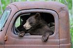 Ours noir en vieux camion, Minnesota, USA