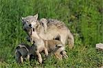 Gray Wolf mit Pups, Minnesota, USA