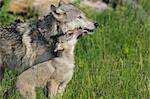 Gray Wolf Pup léchage mère, Minnesota, USA