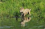 Gray Wolf Pup by Water, Minnesota, USA