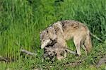 Gray Wolf with Pup, Minnesota, USA