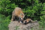 American Red Fox avec Pup, Minnesota, USA