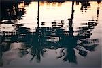Reflexion der Palmen im Pool, South Beach, Miami, Florida, USA