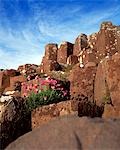 Rocks at a causeway, Giant's Causeway, County Antrim, Northern Ireland