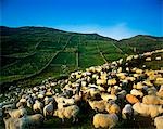 Flock of sheep in a field, Maam Cross, County Galway, Republic Of Ireland