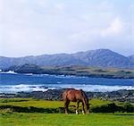 Chevaux paissant dans un champ, la péninsule de Beara, Allihies, comté de Cork, Irlande