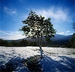 Tree on a snow covered landscape, Glencree, Republic Of Ireland