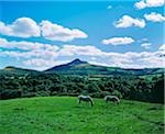 Two horses grazing in a field, Powerscourt Estate, County Wicklow, Republic Of Ireland