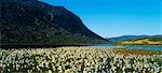 Field near a lake, Blue Lough, Mountains of Mourne, County Down, Northern Ireland