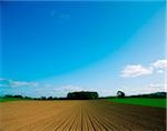 Sugar Beet, Co Tipperary