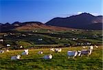 Aughrim Hill, montagnes de Mourne, comté de Down, Irlande ; Troupeau de moutons