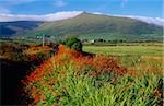 Slievanea Peak, péninsule de Dingle, comté de Kerry, Irlande ; Fleurs sauvages de montagne au loin