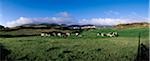 Allihies,Co Cork,Ireland;Friesian cattle grazing in paddock