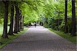 Avenue of trees, St. Stephen's Green, Dublin City, County Dublin, Ireland