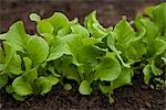 Organic Baby Lettuce