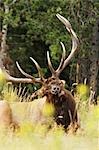 Elk, Jasper National Park, Alberta, Canada