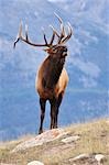 Wapiti, Parc National Jasper, Alberta, Canada